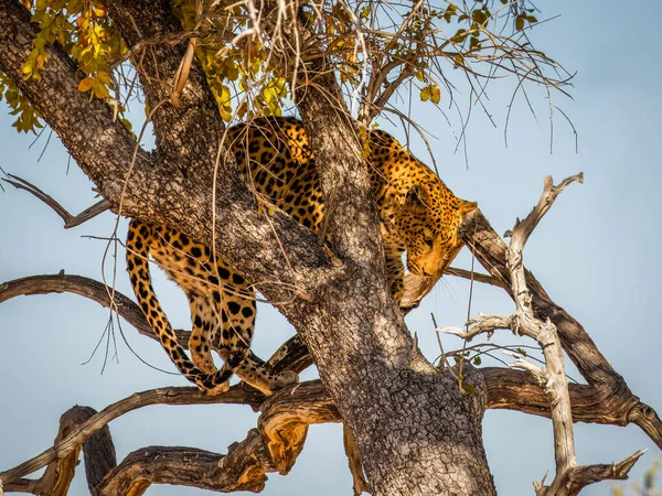 Leopard Panthera Pardus Ένα Δέντρο Όμορφο Ηλιακό Φως Στο Πρόσωπό — Φωτογραφία Αρχείου