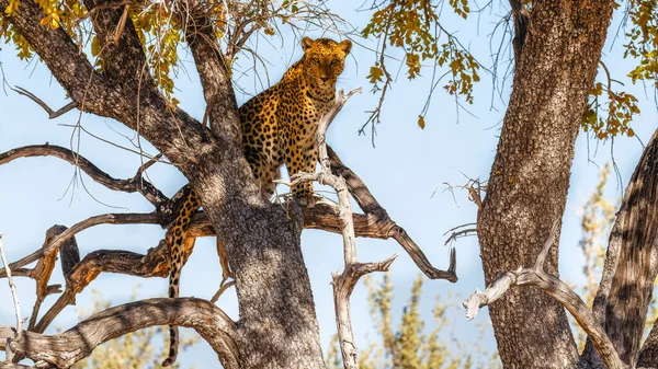 Leopardo Panthera Pardus Árbol Con Hermosa Luz Solar Cara Parque —  Fotos de Stock
