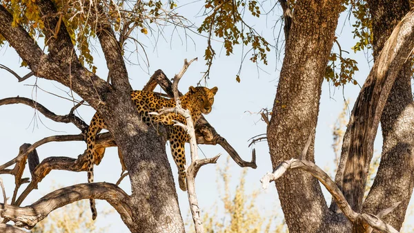 顔に美しい陽射しのある木の中のヒョウ Panthera Pardus ナミビアのエトシャ国立公園 — ストック写真