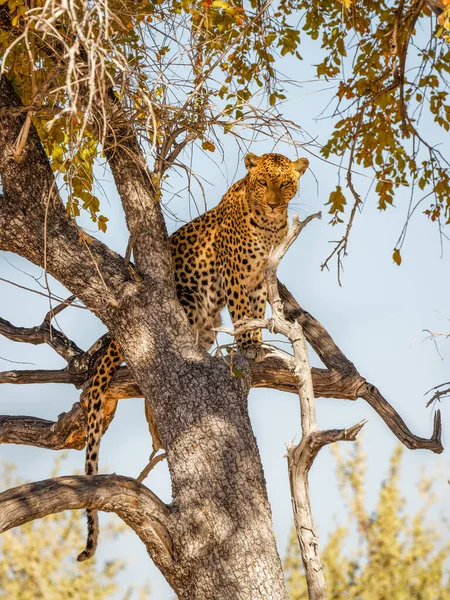 Léopard Panthera Pardus Dans Arbre Avec Beau Soleil Sur Visage — Photo