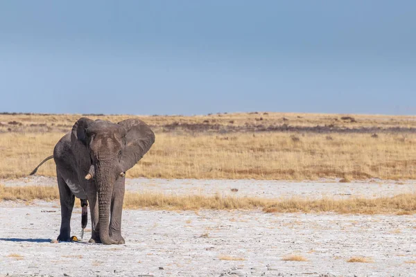 Elefante Macho Loxodonta Africana Orinando Toro Agresivo Musth Parque Nacional — Foto de Stock
