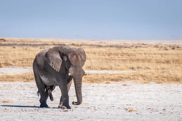 一头公象 在纳米比亚的埃托沙国家公园里表现出他的支配地位的公象 非洲象 一头凶猛的公牛 — 图库照片