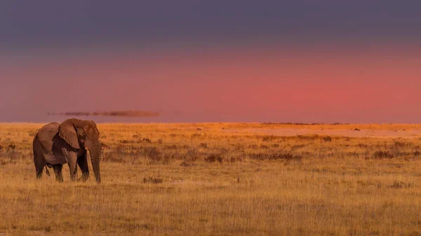 ナミビアのエトーシャ国立公園日没時に塩鍋を歩くオスゾウ Loxodonta Africana — ストック写真