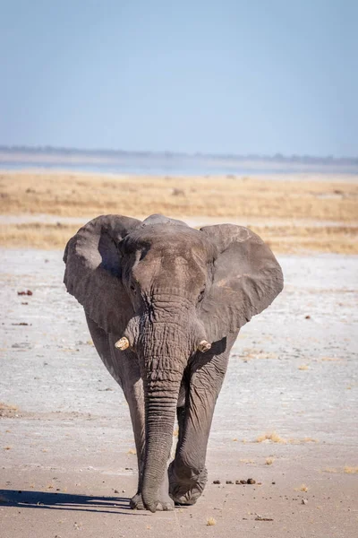 Ein Männlicher Elefant Loxodonta Africana Läuft Durch Die Salzpfanne Etosha — Stockfoto