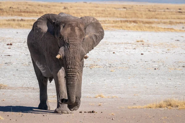 Manlig Elefant Loxodonta Africana Går Genom Saltpannan Etosha Nationalpark Namibia — Stockfoto