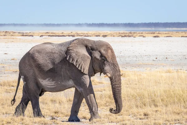 纳米比亚埃托沙国家公园一只公象 Loxodonta Africana 穿过盐锅 — 图库照片