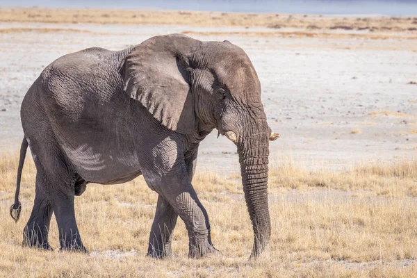 Male Elephant Loxodonta Africana Walking Salt Pan Etosha National Park — Stock Photo, Image