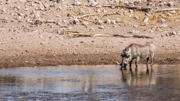 Warthog Phacochoerus Africanus Drinking Waterhole Onguma Game Reserve Neighbour Etosha — Stock Photo, Image