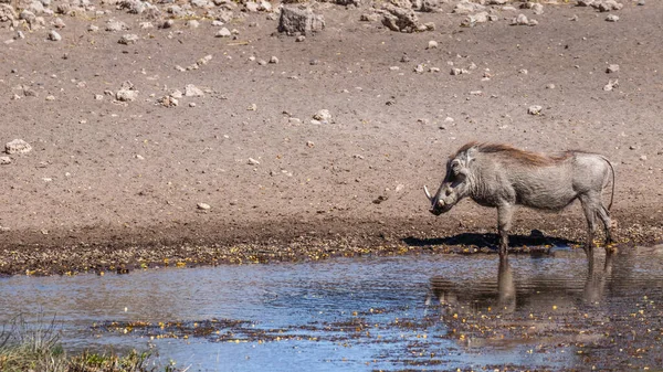 Warthog Phacochoerus Africanus Standing Waterhole Onguma Game Reserve Neighbour Etosha — Stock Photo, Image