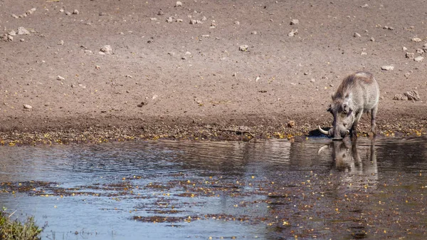 Warthog Phacochoerus Africanus Drinking Waterhole Onguma Game Reserve Neighbour Etosha — Stock Photo, Image