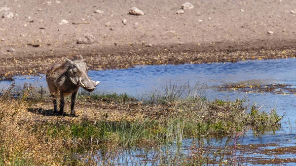 Warthog Phacochoerus Africanus Standing Waterhole Onguma Game Reserve Neighbour Etosha — Stock Photo, Image