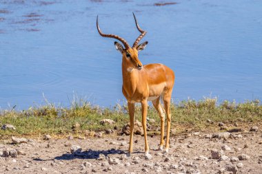 Güçlü siyah yüzlü impalanın (Aepyceros melampus petersi) bir portresi, Onguma Game Reserve (Etosha komşusu), Namibya.