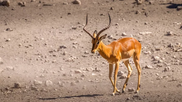 Strong Male Black Faced Impala Aepyceros Melampus Petersi Walking Onguma — Stock Photo, Image