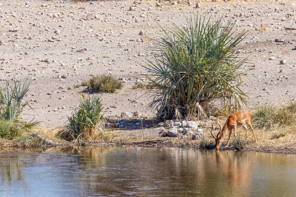 Ein Männliches Schwarzgesicht Impala Aepyceros Melampus Petersi Trinkt Einem Wasserloch — Stockfoto