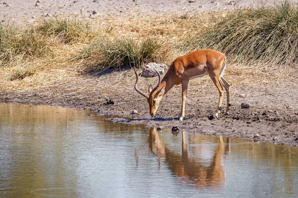 Samiec Impala Aepyceros Melampus Petersi Pijący Odbiciem Onguma Game Reserve — Zdjęcie stockowe