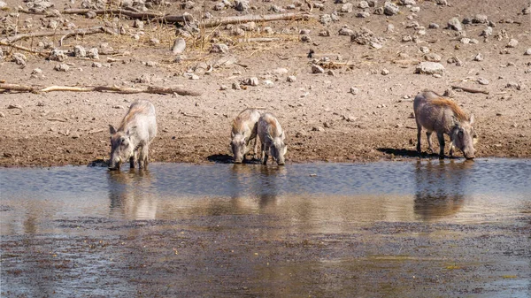Eine Warzenschweinfamilie Phacochoerus Africanus Trinkt Einem Wasserloch Onguma Wildreservat Nachbar — Stockfoto