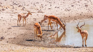 Bölgesel bir erkek siyah yüzlü impala (Aepyceros melampus petersi) egemenliğini gösterir, Onguma Oyun Rezervi, Namibya. 