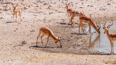Bölgesel bir erkek siyah yüzlü impala (Aepyceros melampus petersi) egemenliğini gösterir, Onguma Oyun Rezervi, Namibya.