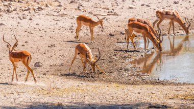 Bölgesel bir erkek siyah yüzlü impala (Aepyceros melampus petersi) egemenliğini gösterir, Onguma Oyun Rezervi, Namibya. 