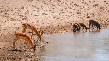 Siyah yüzlü erkek impala (Aepyceros melampus petersi) ve bir su birikintisi olan Onguma Game Reserve 'de (Etosha' nın komşusu) içki içen Yaban domuzu (Phacochoerus Africanus) ailesi, Namibya.