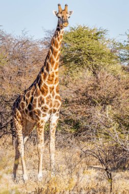 Bir Angolan zürafasının portresi (Giraffa Camelopardalis Angolensis), Onguma Game Reserve (Etosha Ulusal Parkı Komşusu), Namibya.