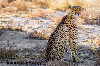 Bir dişi çitanın portresi (Acinonyx Jubatus) muhteşem bir ışıkta oturmaktadır, Onguma Oyun Rezervi (Etosha Ulusal Parkı Komşusu), Namibya.  