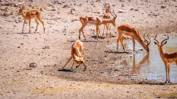 Impala Masculino Territorial Cara Negra Aepyceros Melampus Petersi Que Muestra —  Fotos de Stock