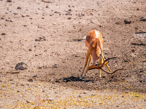 Impala Masculino Territorial Cara Negra Aepyceros Melampus Petersi Que Muestra — Foto de Stock