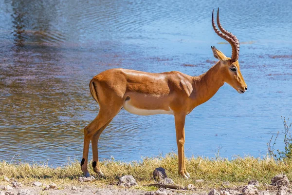 Porträt Eines Starken Schwarzgesichtigen Impala Männchens Aepyceros Melampus Petersi Das — Stockfoto