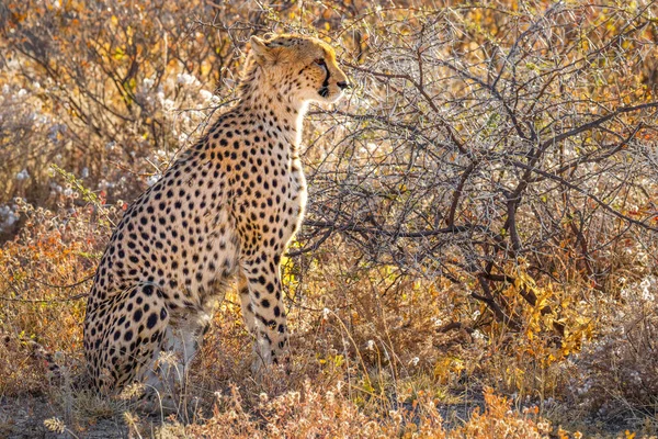 Porträt Eines Weiblichen Geparden Acinonyx Jubatus Onguma Wildreservat Nachbar Des — Stockfoto