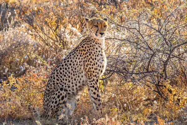 Porträt Eines Weiblichen Geparden Acinonyx Jubatus Der Onguma Wildreservat Nachbar — Stockfoto