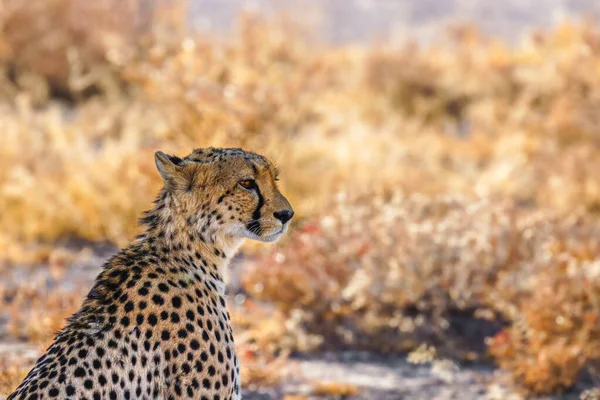 Eine Nahaufnahme Eines Weiblichen Geparden Acinonyx Jubatus Der Onguma Wildreservat — Stockfoto