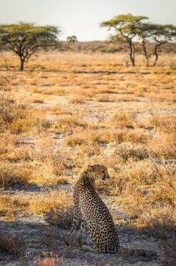 Bir dişi çita (Acinonyx Jubatus) nefes kesici bir manzarada, Onguma Oyun Rezervi 'nde (Etosha Ulusal Parkı' nın komşusu), Namibya 'da oturuyor..  