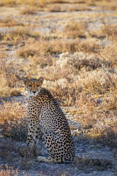 Porträt Eines Weiblichen Geparden Acinonyx Jubatus Onguma Wildreservat Nachbar Des — Stockfoto