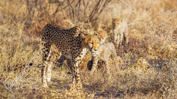 Ein Weiblicher Gepard Acinonyx Jubatus Mit Jungen Die Spektakulärem Licht — Stockfoto