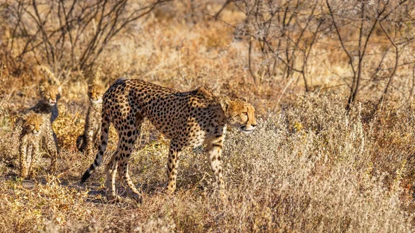 Ein Weiblicher Gepard Acinonyx Jubatus Mit Jungen Die Spektakulärem Licht — Stockfoto