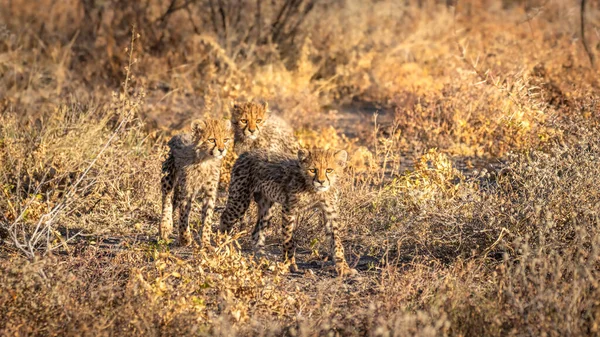 새끼들 Acinonyx Jubatus 눈부신 발하며 나미비아에 공원의 금렵구 — 스톡 사진