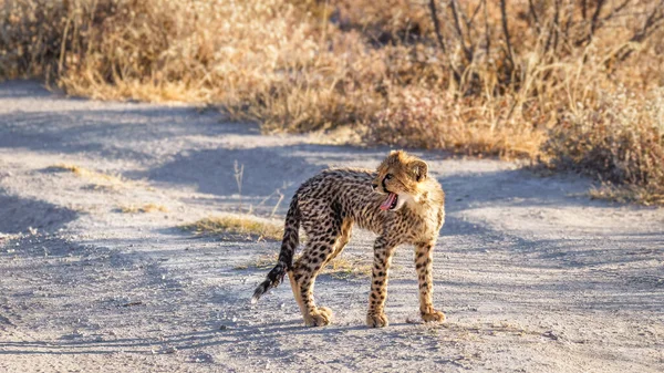 Gepardenjunges Acinonyx Jubatus Gähnt Spektakulärem Licht Onguma Wildreservat Nachbar Des — Stockfoto