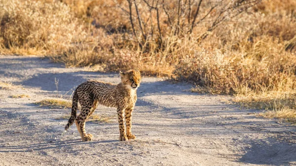 Gepardenjunges Acinonyx Jubatus Steht Spektakulärem Licht Und Sieht Aufmerksam Aus — Stockfoto