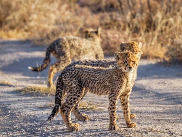 Cheetah Cubs Acinonyx Jubatus Walking Spectacular Light Looking Alert Onguma — Stock Photo, Image