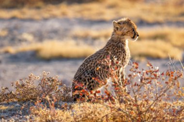 A portrait of a cheetah cub ( Acinonyx Jubatus) sitting in spectacular light, Onguma Game Reserve ( Neighbour of Etosha National Park), Namibia.  clipart