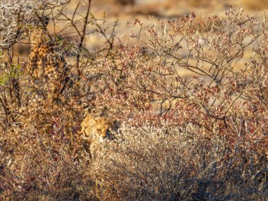 Çita yavruları (Acinonyx Jubatus) Alacakaranlık, Onguma Oyun Rezervi 'nin (Etosha Ulusal Parkı' nın Komşusu) altın ışığında saklanıyor..