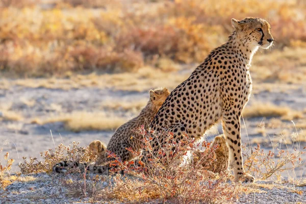 Porträt Einer Gepardin Acinonyx Jubatus Mit Ihren Jungen Spektakulären Licht — Stockfoto