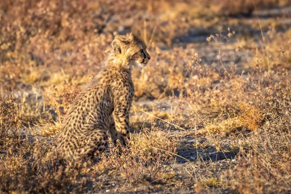 Gepardenjunges Acinonyx Jubatus Sitzt Der Abenddämmerung Onguma Wildreservat Nachbar Des — Stockfoto