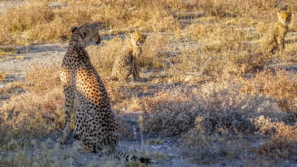 Gepardenfamilie Acinonyx Jubatus Goldenen Licht Der Abenddämmerung Onguma Wildreservat Nachbar — Stockfoto