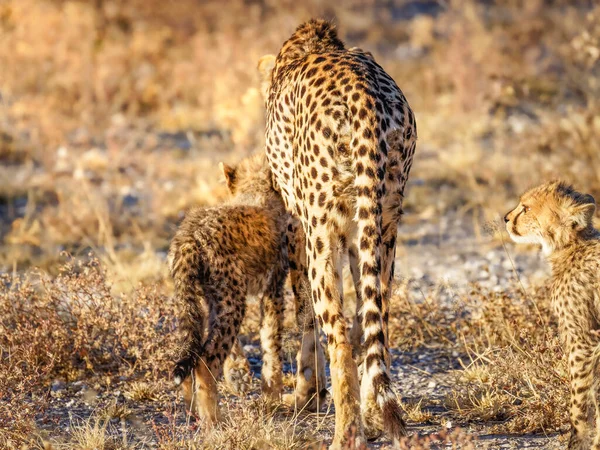 Cheetah Cub Cuddles Her Mother Acinonyx Jubatus Golden Light Dusk — Stock Photo, Image