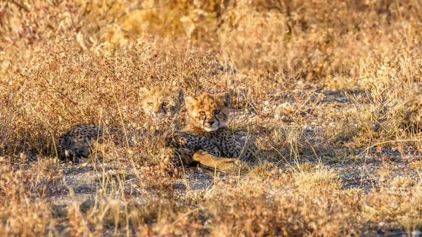 Gepardenjunge Acinonyx Jubatus Goldenen Licht Der Abenddämmerung Onguma Wildreservat Nachbar — Stockfoto