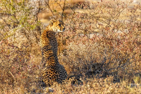 Female Cheetah Acinonyx Jubatus Searching Prey Golden Light Dusk Onguma — Stock Photo, Image