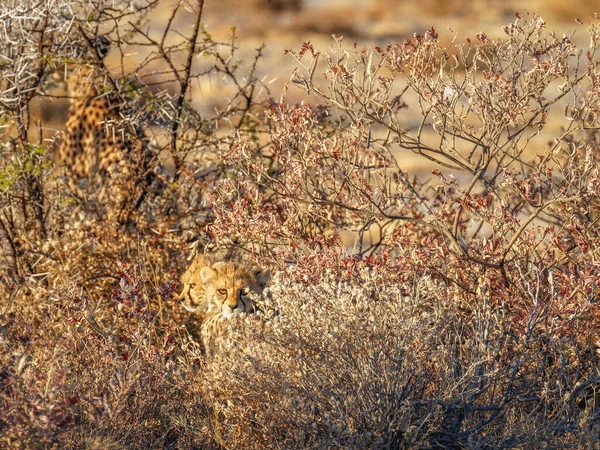 Gepardenjunge Acinonyx Jubatus Die Sich Goldenen Licht Der Abenddämmerung Verstecken — Stockfoto