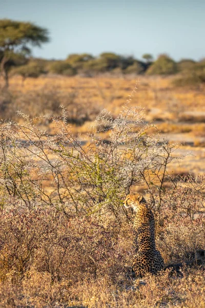 Gepardí Samice Acinonyx Jubatus Hledající Kořist Úchvatné Krajině Rezervace Onguma — Stock fotografie